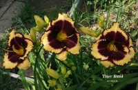 лилейник ТАЙГЕР БЛАД.  КРОВЬ ТИГРА.