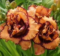 лилейник TAVARES DOUBLE D