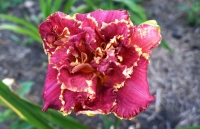 ВЕНЕЦИАН ФРИНДЖ - ВЕНЕЦИАНСКАЯ БАХРОМА