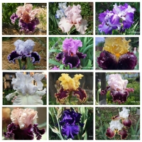 набор ирисы Микс Крупноцветковые