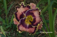 лилейник PETE'S PASSION - ЛЮБИМЕЦ ПИТА 