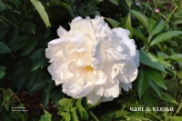 пион  CARL G. KLEHM Карл Клем