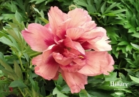 пион Хиллари Hillary