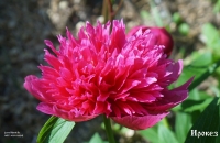 пион ИРОКЕЗ  