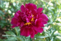 пион Сиреневые Грезы