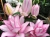лилия Roselily Anoushka (Розели Аннушка) лилия Roselily Anoushka (Розели Аннушка)