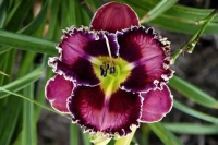 лилейник Silver Moon Sparkle - ИСКРЯЩЕЕСЯ  СЕРЕБРО ЛУНЫ