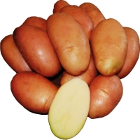Сорт картофеля (суперэлита) среднеспелый Фаворит 1кг