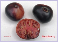 томат Black Beauty Черная Красавица