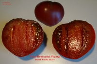 томат Гном Пурпурное Сердце (7 сем.)