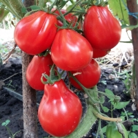 томат Трюфель Красный 7 сем.